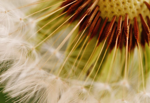 Blume