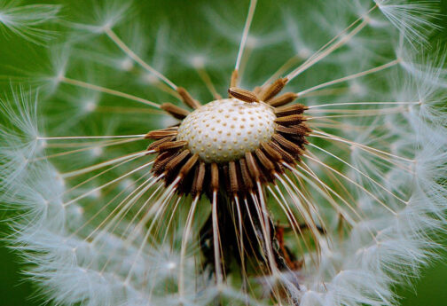 Blume